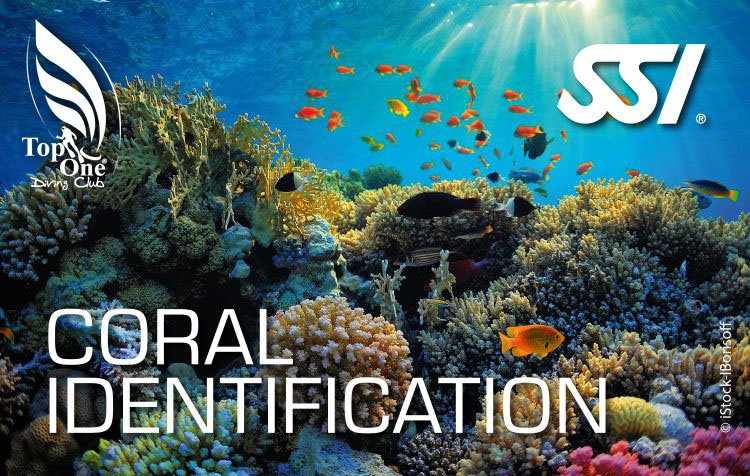 Locandina corso Coral Identification