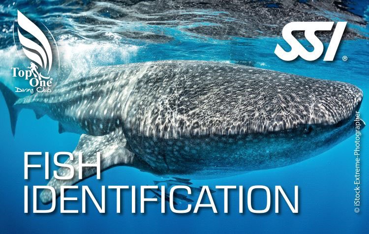 Locandina corso Fish Identification