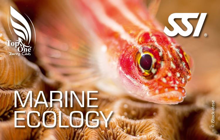 Locandina corso Marine Ecology