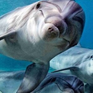 Prova subacquea in piscina con Top One Diving